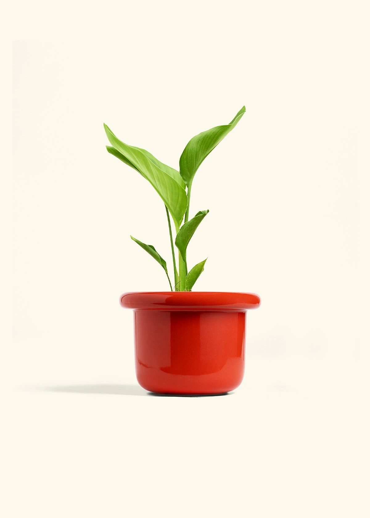 White Bird Of Paradise, Medium 14 White Bird Of Paradise, Medium - Image 12