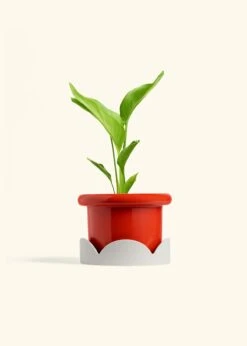 White Bird Of Paradise, Medium 35 White Bird Of Paradise, Medium -Home Living Store BOP WHITE 6 FATLIP RED TRAY BEIGE 6 bckgrnd cream