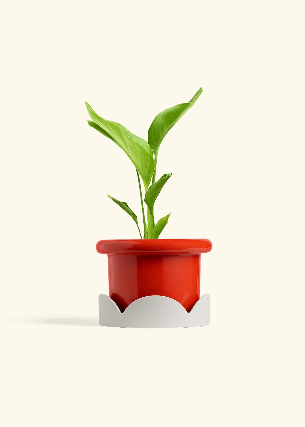 White Bird Of Paradise, Medium 16 White Bird Of Paradise, Medium - Image 14