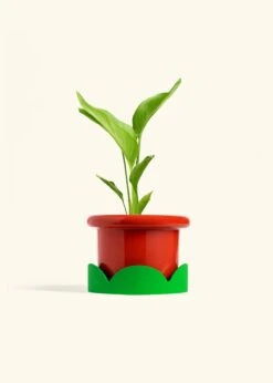 White Bird Of Paradise, Medium 34 White Bird Of Paradise, Medium -Home Living Store BOP WHITE 6 FATLIP RED TRAY GREEN 6 bckgrnd cream