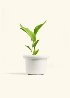 White Bird Of Paradise, Medium 25 White Bird Of Paradise, Medium -Home Living Store BOP WHITE 6 FATLIP WHITE 6 bckgrnd cream