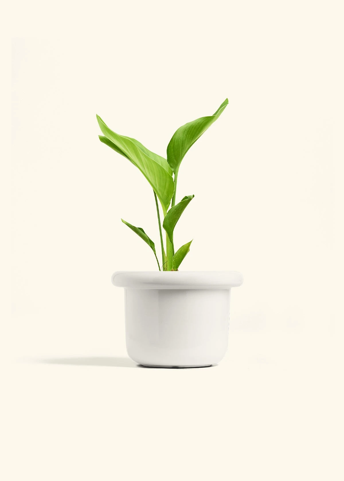 White Bird Of Paradise, Medium 6 White Bird Of Paradise, Medium - Image 4