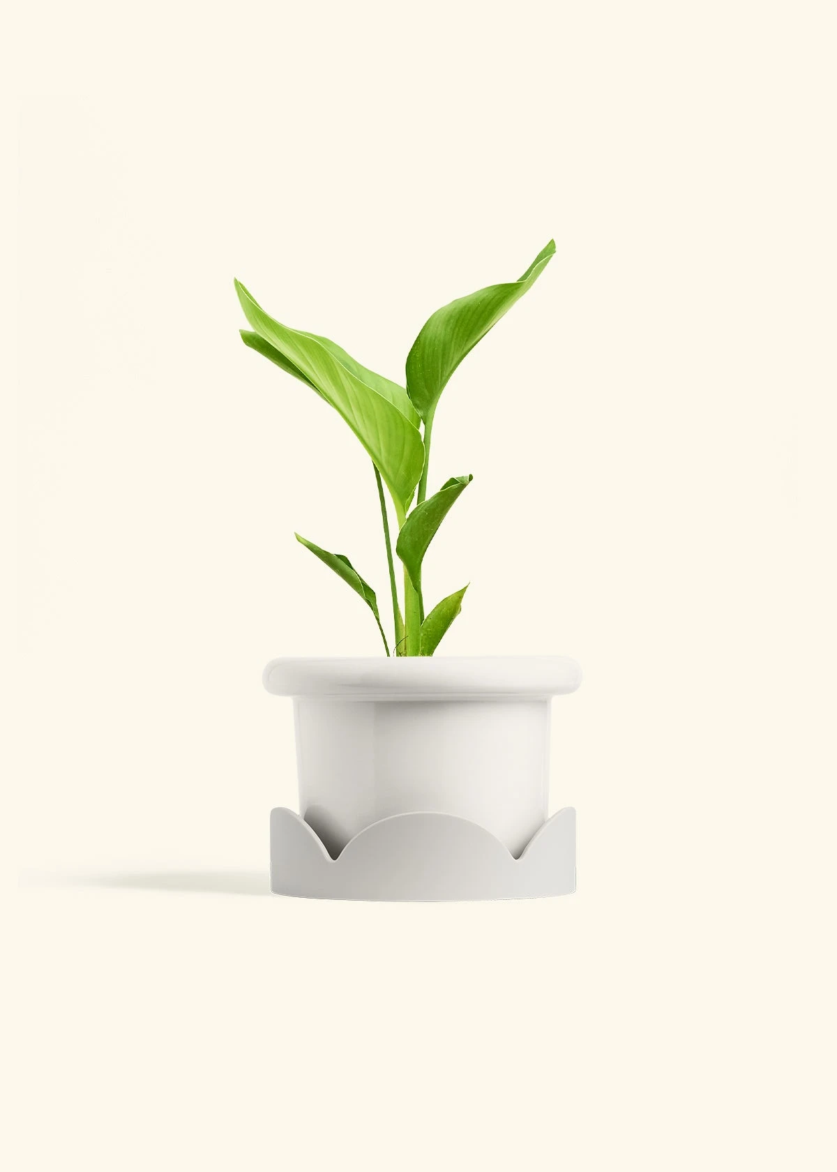 White Bird Of Paradise, Medium 8 White Bird Of Paradise, Medium - Image 6