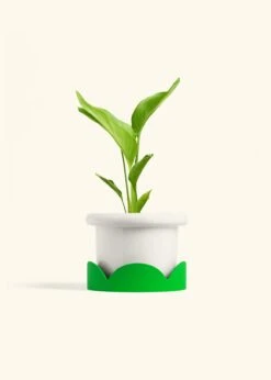 White Bird Of Paradise, Medium 26 White Bird Of Paradise, Medium -Home Living Store BOP WHITE 6 FATLIP WHITE TRAY GREEN 6 bckgrnd cream