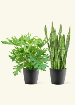 Beginner’s Duo -Home Living Store Beginner sDuo Black