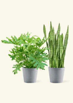 Beginner’s Duo -Home Living Store Beginner sDuo Grey