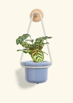 Peacock Plant, Small -Home Living Store CALATHEA MAKOYANA 4 FATLIP BLUE 4 ROP RTD CREAM 4 bckgrnd cream