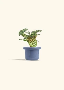 Peacock Plant, Small -Home Living Store CALATHEA MAKOYANA 4 FATLIP BLUE 4 bckgrnd cream