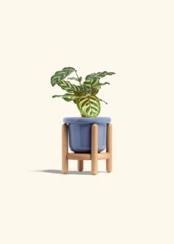 Peacock Plant, Small -Home Living Store CALATHEA MAKOYANA 4 FATLIP BLUE STAND 4 bckgrnd cream