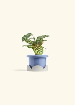 Peacock Plant, Small -Home Living Store CALATHEA MAKOYANA 4 FATLIP BLUE TRAY BEIGE 4 bckgrnd cream