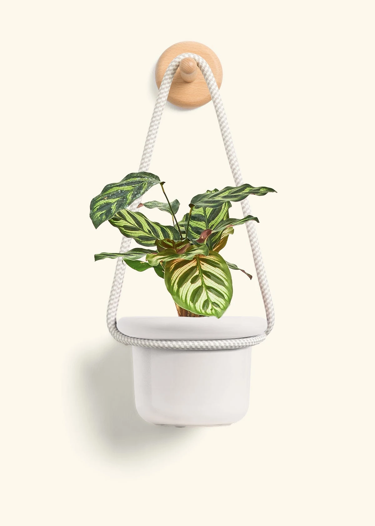 Peacock Plant, Small - Image 10