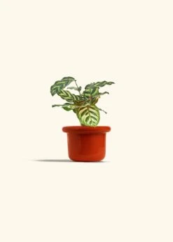 Peacock Plant, Small -Home Living Store CALATHEA MAKOYANA 4 FATLIP RED 4 bckgrnd cream c242a534 d678 4669 bc61 3bf761d93734