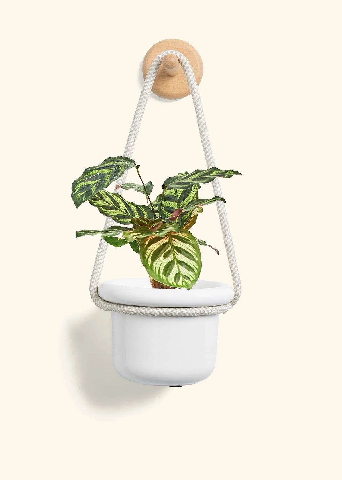 Peacock Plant, Small - Image 4