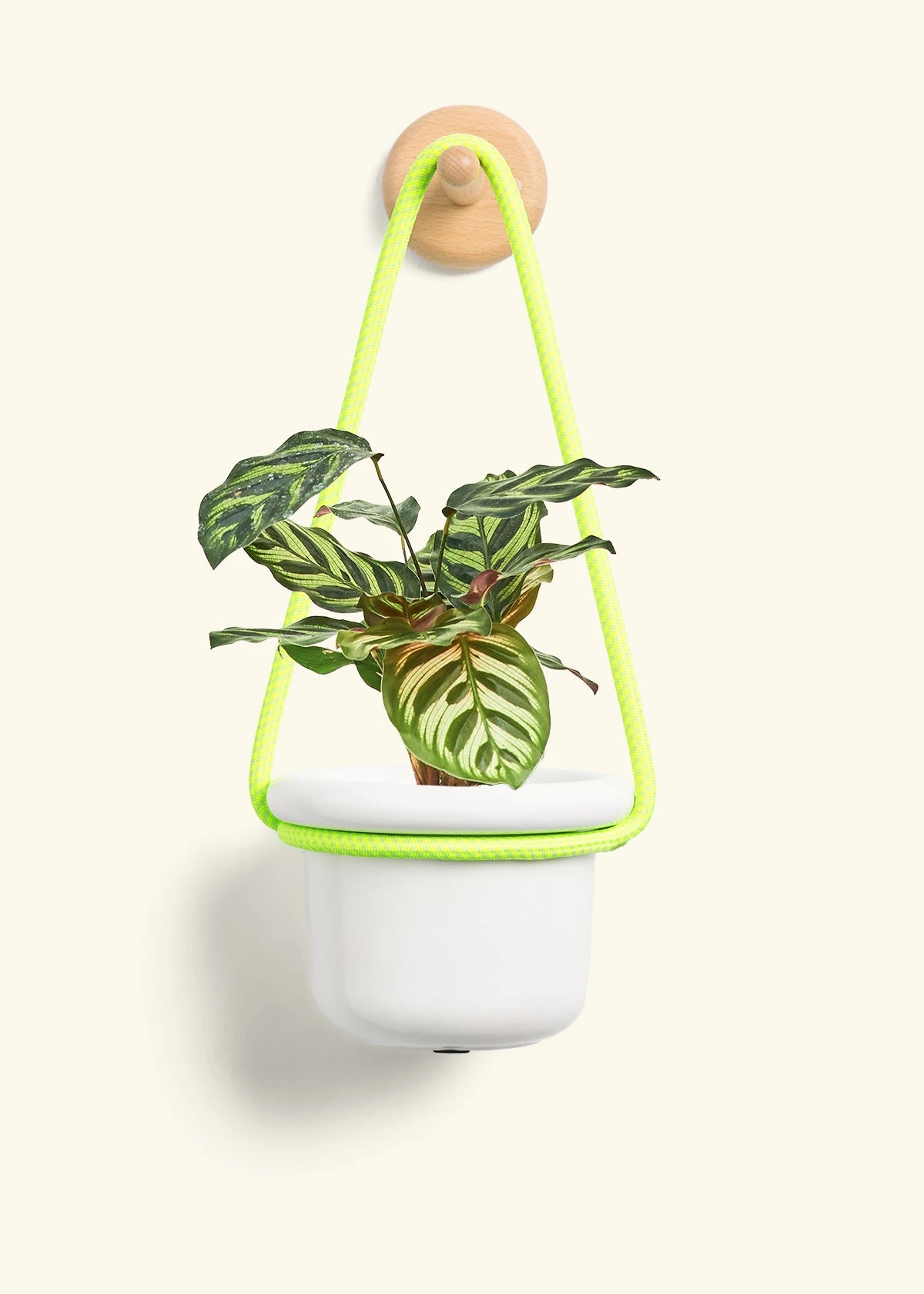 Peacock Plant, Small - Image 5