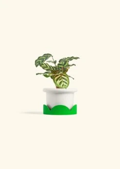 Peacock Plant, Small -Home Living Store CALATHEA MAKOYANA 4 FATLIP WHITE TRAY GREEN 4 bckgrnd cream