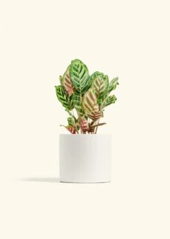 Peacock Plant, Medium -Home Living Store CALATHEA MAKOYANA 6 CLASSIC WHITE 6 bckgrnd cream