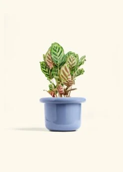 Peacock Plant, Medium -Home Living Store CALATHEA MAKOYANA 6 FATLIP BLUE 6 bckgrnd cream