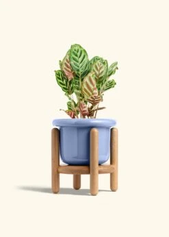 Peacock Plant, Medium -Home Living Store CALATHEA MAKOYANA 6 FATLIP BLUE STAND 6 bckgrnd cream