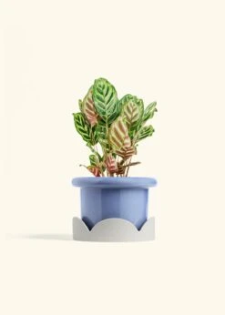 Peacock Plant, Medium -Home Living Store CALATHEA MAKOYANA 6 FATLIP BLUE TRAY BEIGE 6 bckgrnd cream