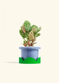 Peacock Plant, Medium -Home Living Store CALATHEA MAKOYANA 6 FATLIP BLUE TRAY GREEN 6 bckgrnd cream