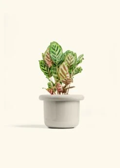 Peacock Plant, Medium -Home Living Store CALATHEA MAKOYANA 6 FATLIP OAT 6 bckgrnd cream