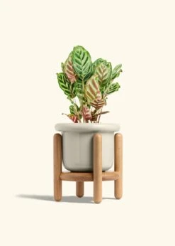 Peacock Plant, Medium -Home Living Store CALATHEA MAKOYANA 6 FATLIP OAT STAND 6 bckgrnd cream