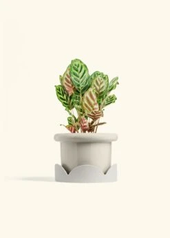 Peacock Plant, Medium -Home Living Store CALATHEA MAKOYANA 6 FATLIP OAT TRAY BEIGE 6 bckgrnd cream