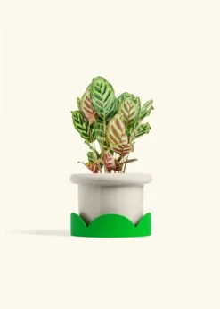 Peacock Plant, Medium -Home Living Store CALATHEA MAKOYANA 6 FATLIP OAT TRAY GREEN 6 bckgrnd cream