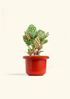 Peacock Plant, Medium -Home Living Store CALATHEA MAKOYANA 6 FATLIP RED 6 bckgrnd cream