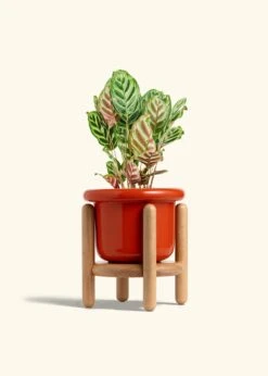 Peacock Plant, Medium -Home Living Store CALATHEA MAKOYANA 6 FATLIP RED STAND 6 bckgrnd cream
