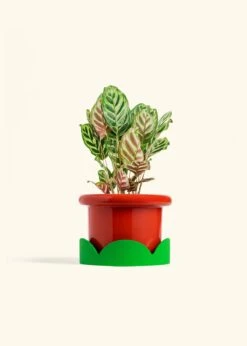 Peacock Plant, Medium -Home Living Store CALATHEA MAKOYANA 6 FATLIP RED TRAY GREEN 6 bckgrnd cream
