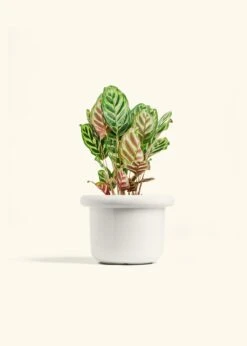 Peacock Plant, Medium -Home Living Store CALATHEA MAKOYANA 6 FATLIP WHITE 6 bckgrnd cream