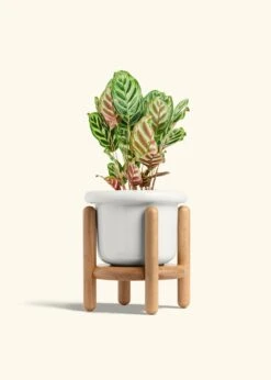 Peacock Plant, Medium -Home Living Store CALATHEA MAKOYANA 6 FATLIP WHITE STAND 6 bckgrnd cream