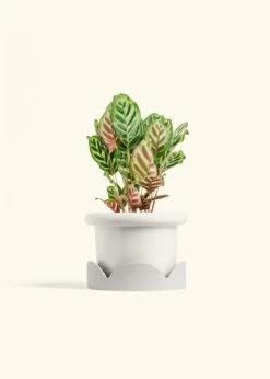 Peacock Plant, Medium -Home Living Store CALATHEA MAKOYANA 6 FATLIP WHITE TRAY BEIGE 6 bckgrnd cream