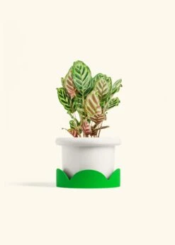 Peacock Plant, Medium -Home Living Store CALATHEA MAKOYANA 6 FATLIP WHITE TRAY GREEN 6 bckgrnd cream
