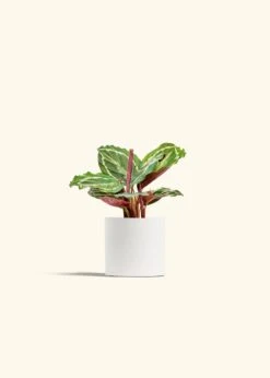 Calathea 'Medallion', Small -Home Living Store CALATHEA MEDALLION 4 CLASSIC WHITE 4 bckgrnd cream