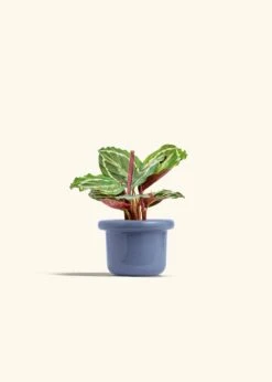 Calathea 'Medallion', Small -Home Living Store CALATHEA MEDALLION 4 FATLIP BLUE 4 bckgrnd cream
