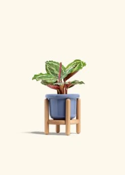 Calathea 'Medallion', Small -Home Living Store CALATHEA MEDALLION 4 FATLIP BLUE STAND 4 bckgrnd cream