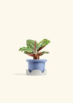 Calathea 'Medallion', Small -Home Living Store CALATHEA MEDALLION 4 FATLIP BLUE TRAY BEIGE 4 bckgrnd cream