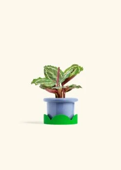 Calathea 'Medallion', Small -Home Living Store CALATHEA MEDALLION 4 FATLIP BLUE TRAY GREEN 4 bckgrnd cream