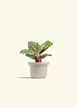 Calathea 'Medallion', Small -Home Living Store CALATHEA MEDALLION 4 FATLIP OAT 4 bckgrnd cream