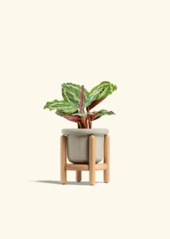 Calathea 'Medallion', Small -Home Living Store CALATHEA MEDALLION 4 FATLIP OAT STAND 4 bckgrnd cream