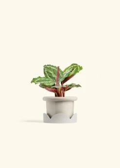 Calathea 'Medallion', Small -Home Living Store CALATHEA MEDALLION 4 FATLIP OAT TRAY BEIGE 4 bckgrnd cream