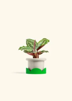 Calathea 'Medallion', Small -Home Living Store CALATHEA MEDALLION 4 FATLIP OAT TRAY GREEN 4 bckgrnd cream