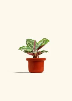 Calathea 'Medallion', Small -Home Living Store CALATHEA MEDALLION 4 FATLIP RED 4 bckgrnd cream