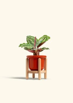Calathea 'Medallion', Small -Home Living Store CALATHEA MEDALLION 4 FATLIP RED STAND 4 bckgrnd cream