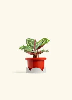 Calathea 'Medallion', Small -Home Living Store CALATHEA MEDALLION 4 FATLIP RED TRAY BEIGE 4 bckgrnd cream
