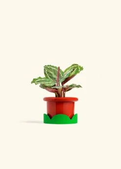 Calathea 'Medallion', Small -Home Living Store CALATHEA MEDALLION 4 FATLIP RED TRAY GREEN 4 bckgrnd cream