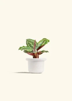 Calathea 'Medallion', Small -Home Living Store CALATHEA MEDALLION 4 FATLIP WHITE 4 bckgrnd cream