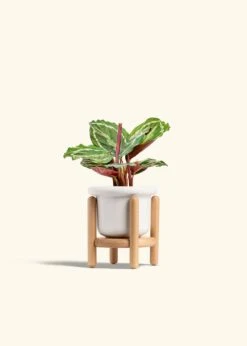 Calathea 'Medallion', Small -Home Living Store CALATHEA MEDALLION 4 FATLIP WHITE STAND 4 bckgrnd cream